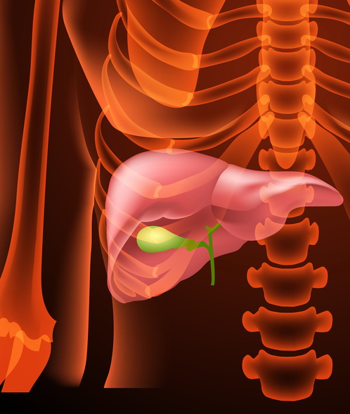 Rigenerazione del fegato, il microbioma intestinale gioca un ruolo fondamentale